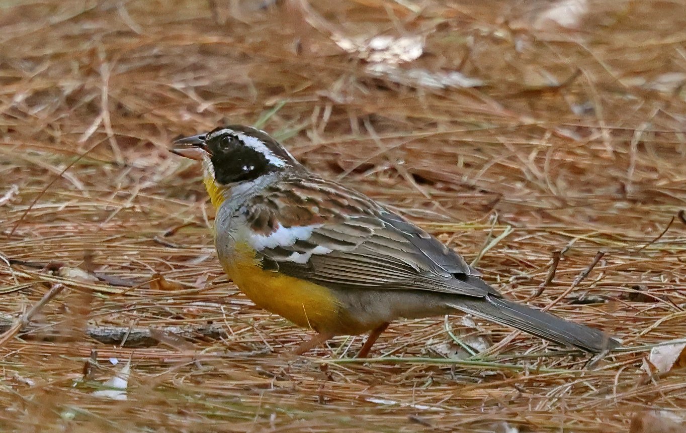 Cabanis's Bunting (Emberiza cabanisi)