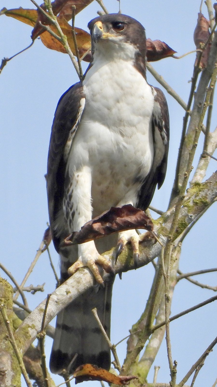Cassin's Hawk-Eagle (Aquila africana)
