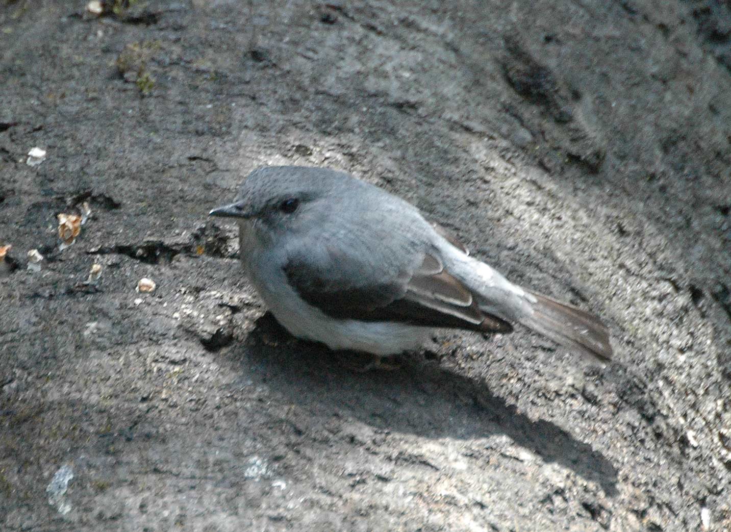 Cassin's Flycatcher (Muscicapa cassini)
