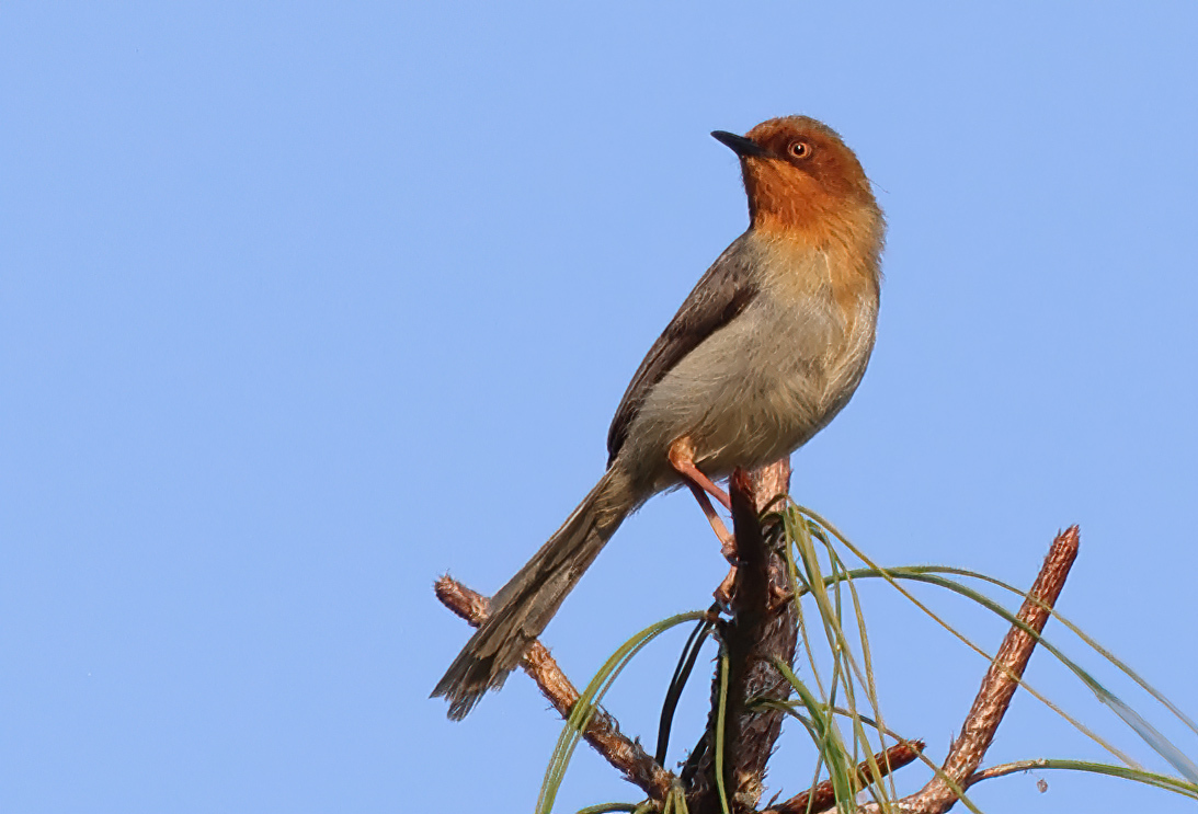 Chapin's Apalis (Apalis chapini)