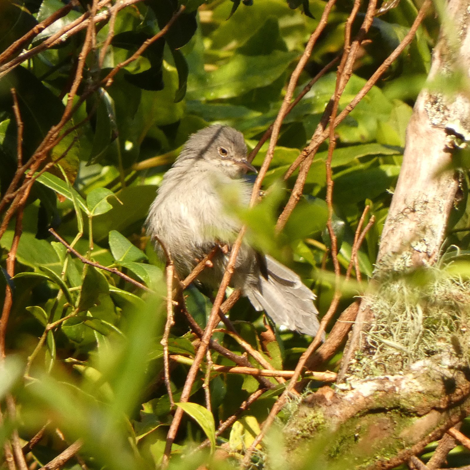 Chirinda Apalis (Apalis chirindensis)