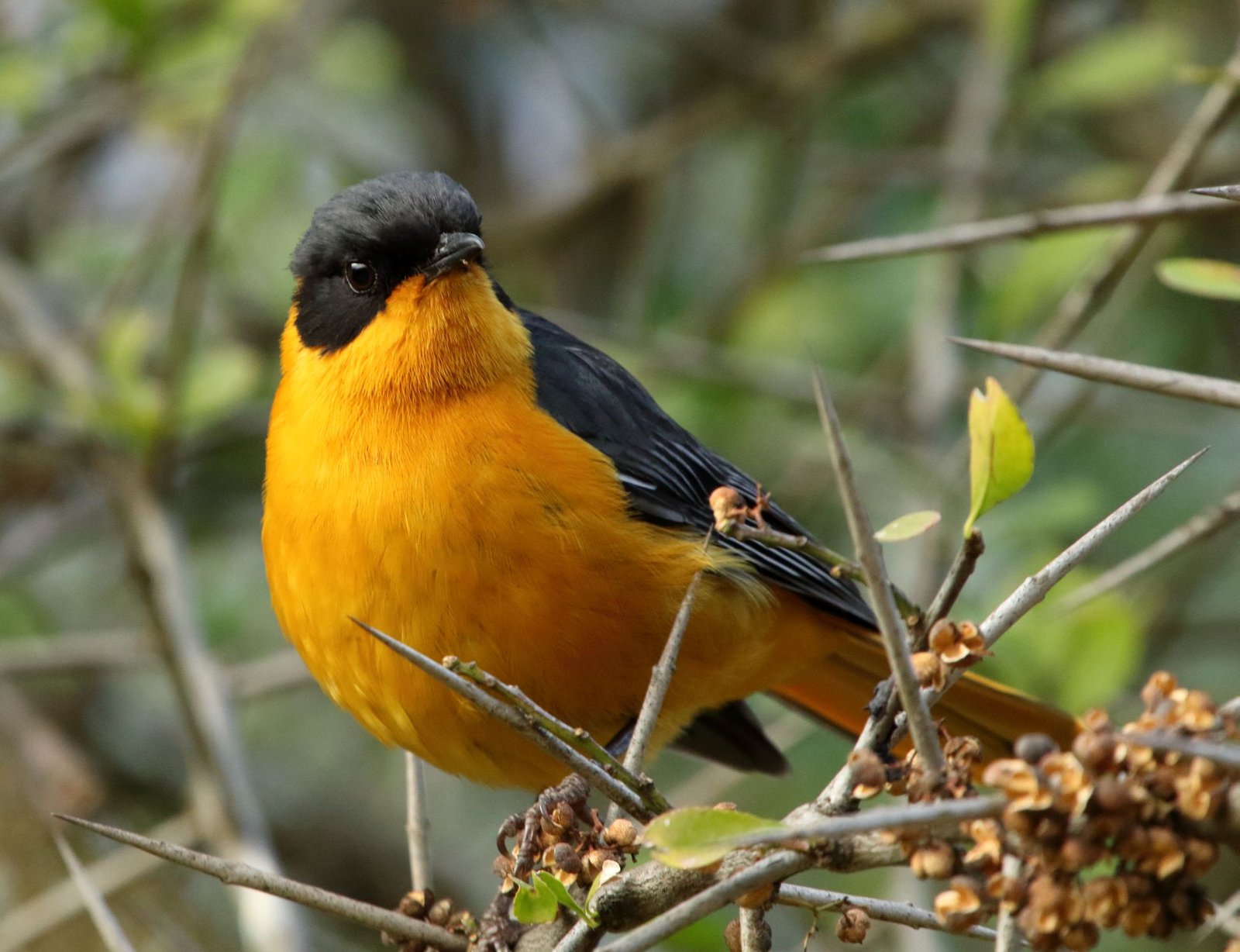 Chorister Robin-Chat (Cossypha dichroa)