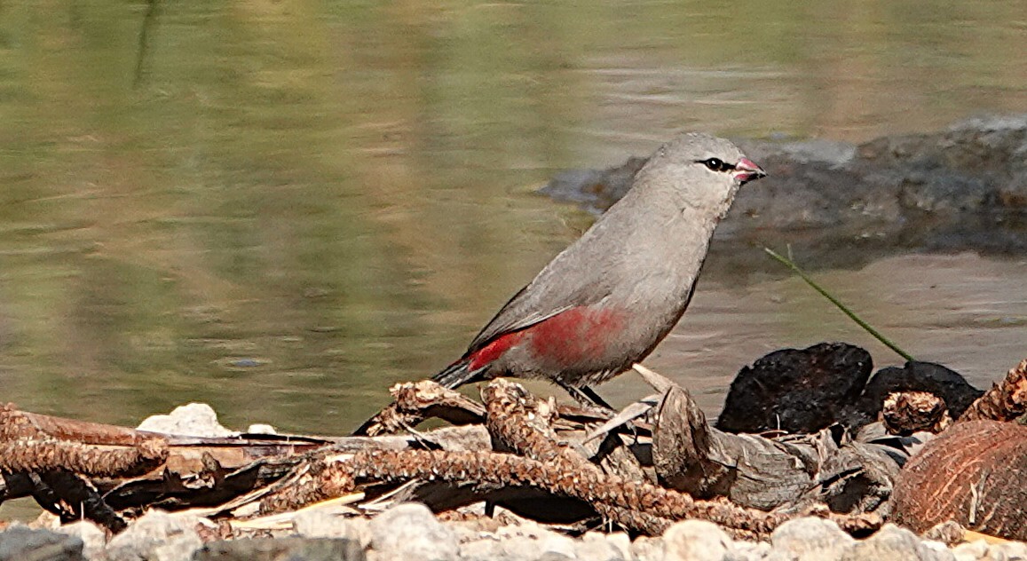 Cinderella Waxbill (Glaucestrilda thomensis)