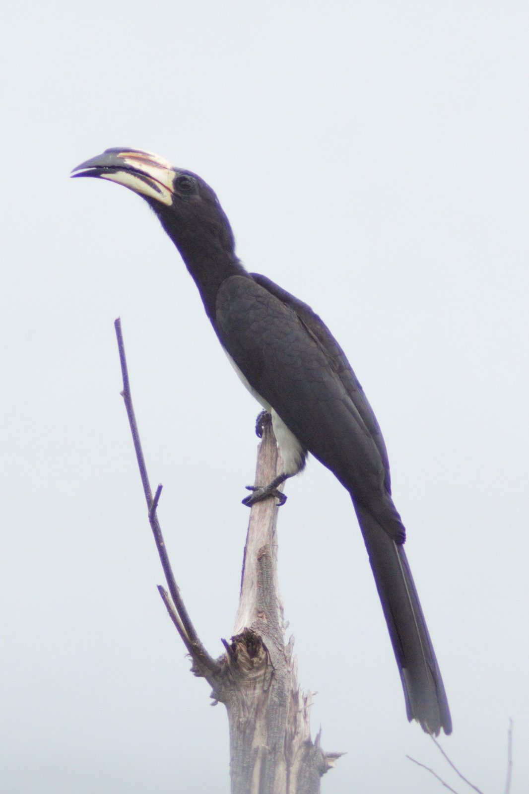 Congo Pied Hornbill (Lophoceros fasciatus)
