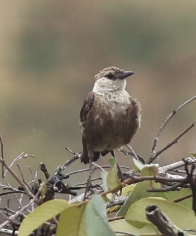 Congo Moor Chat (Myrmecocichla tholloni)