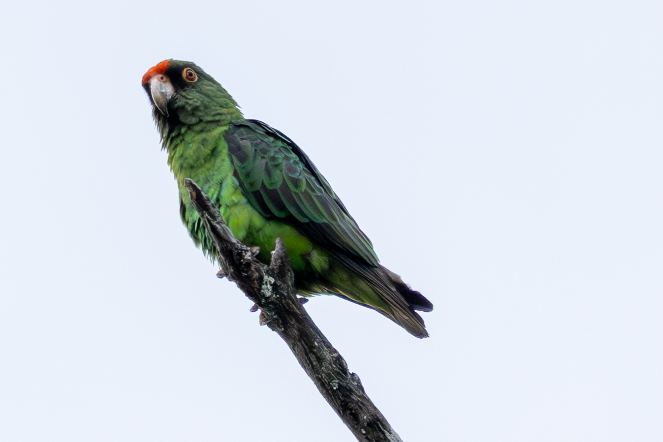 Red-Fronted Parrot (Poicephalus gulielmi)