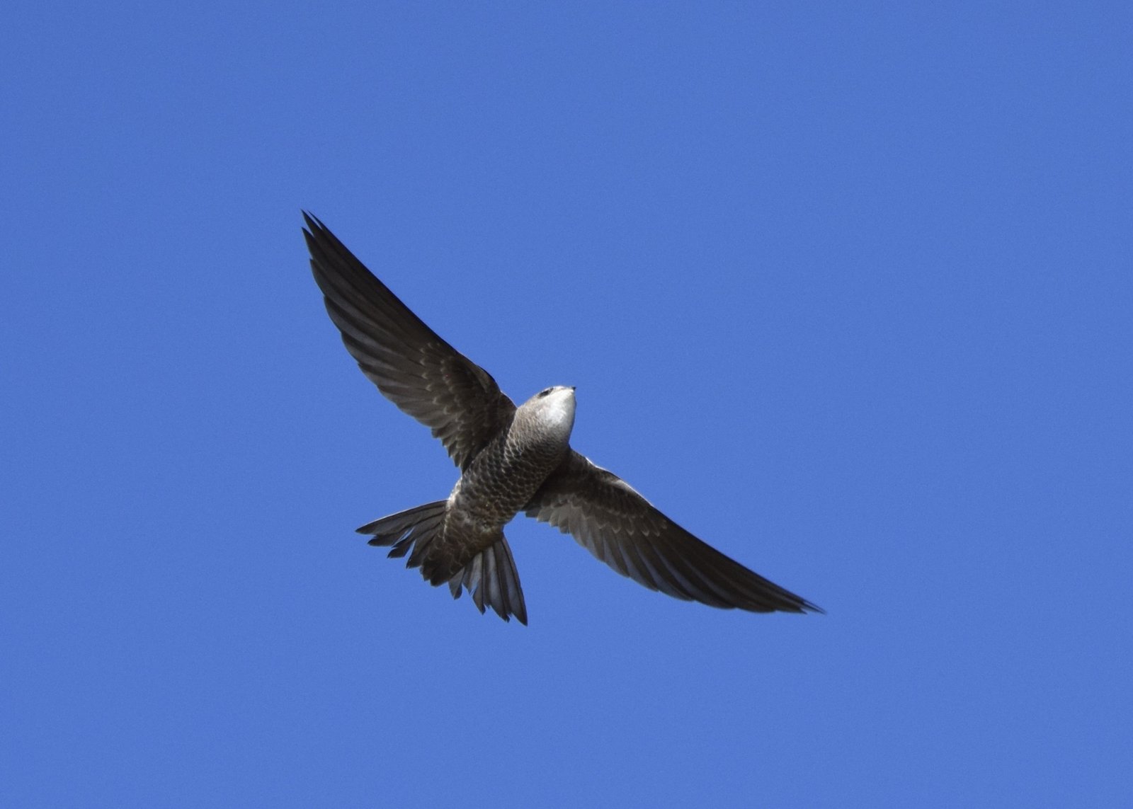 Bradfield's Swift (Apus bradfieldi)