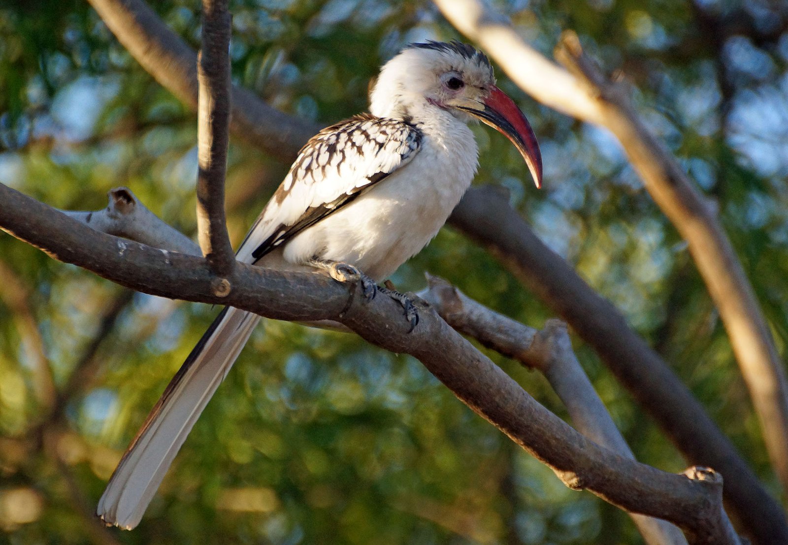 Damara Red-Billed Hornbill (Tockus damarensis)