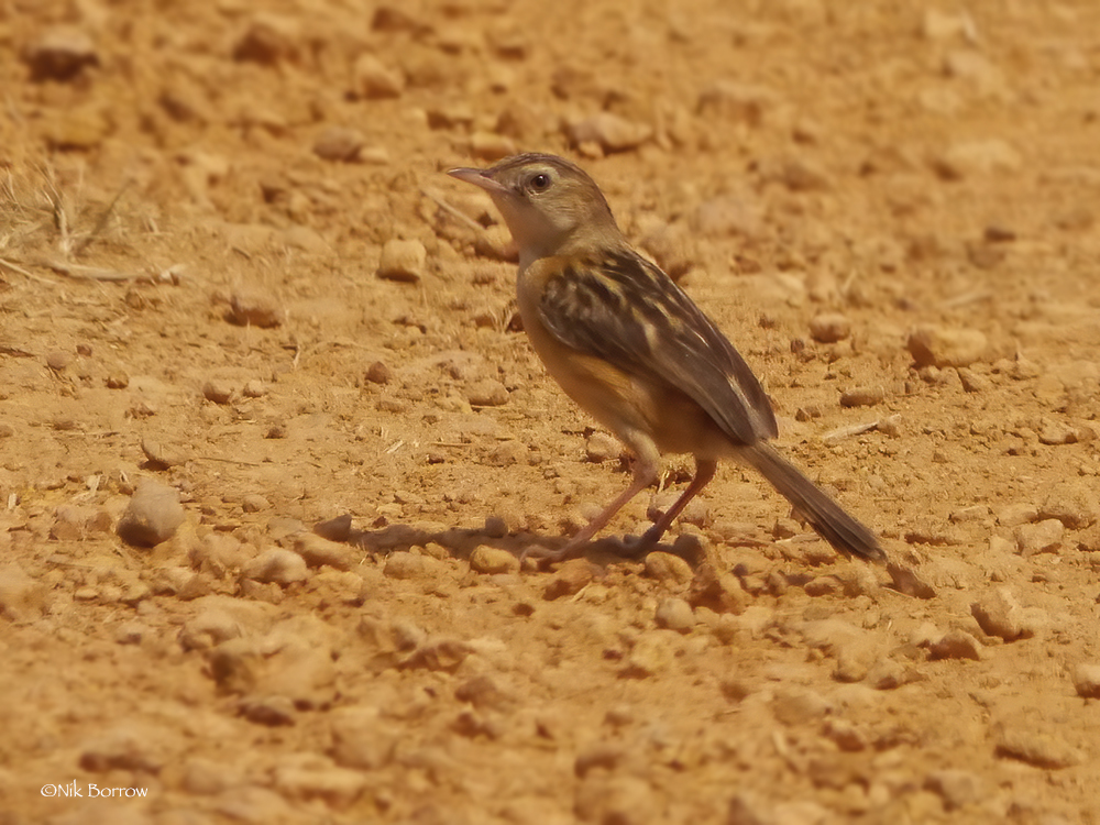 Dambo Cisticola (Cisticola dambo)