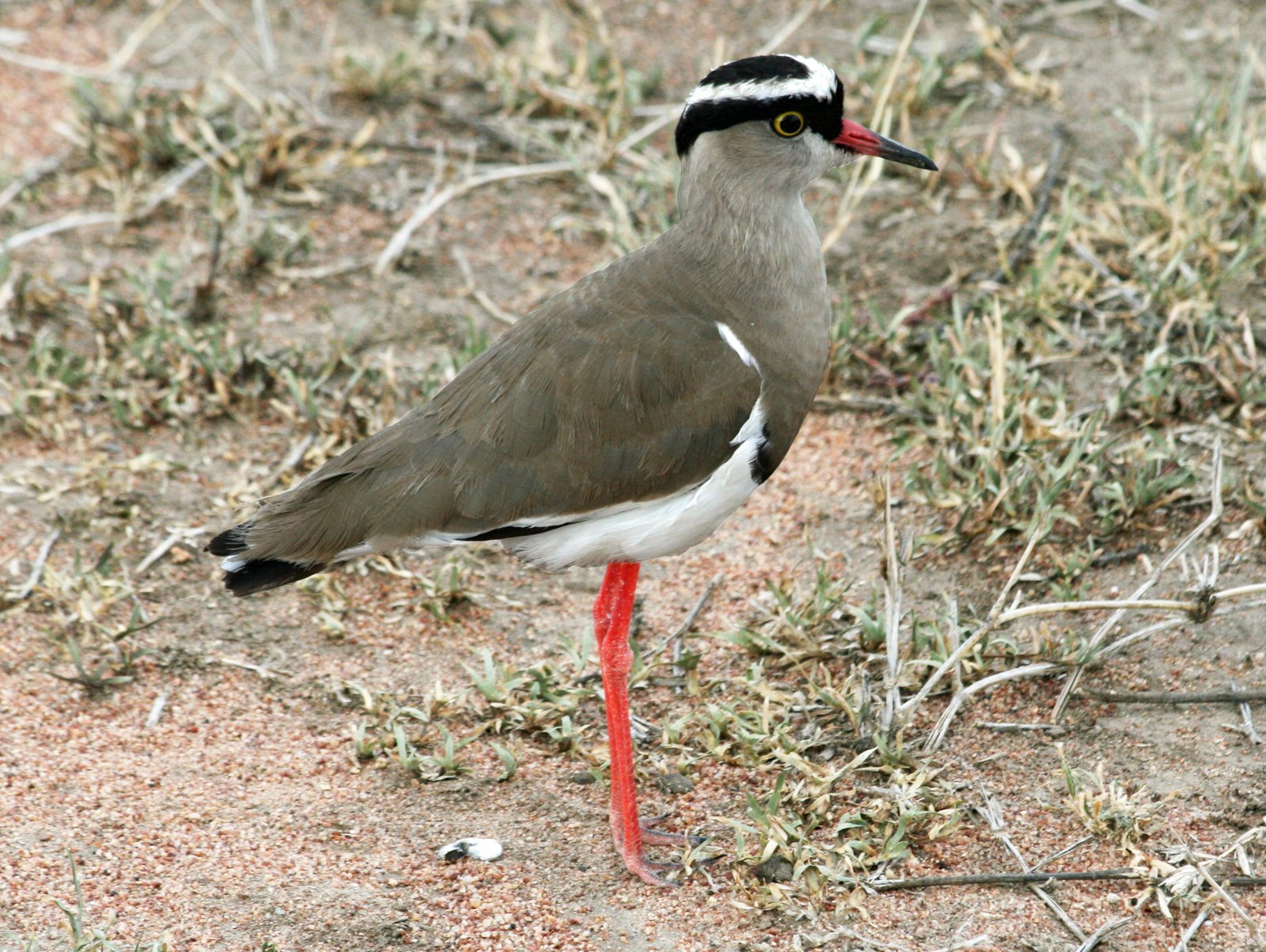 Crowned Lapwing (Vanellus coronatus)