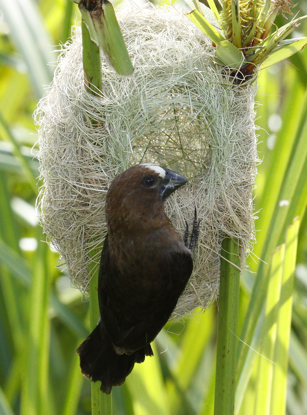 Thick-Billed Weaver (Amblyospiza albifrons)
