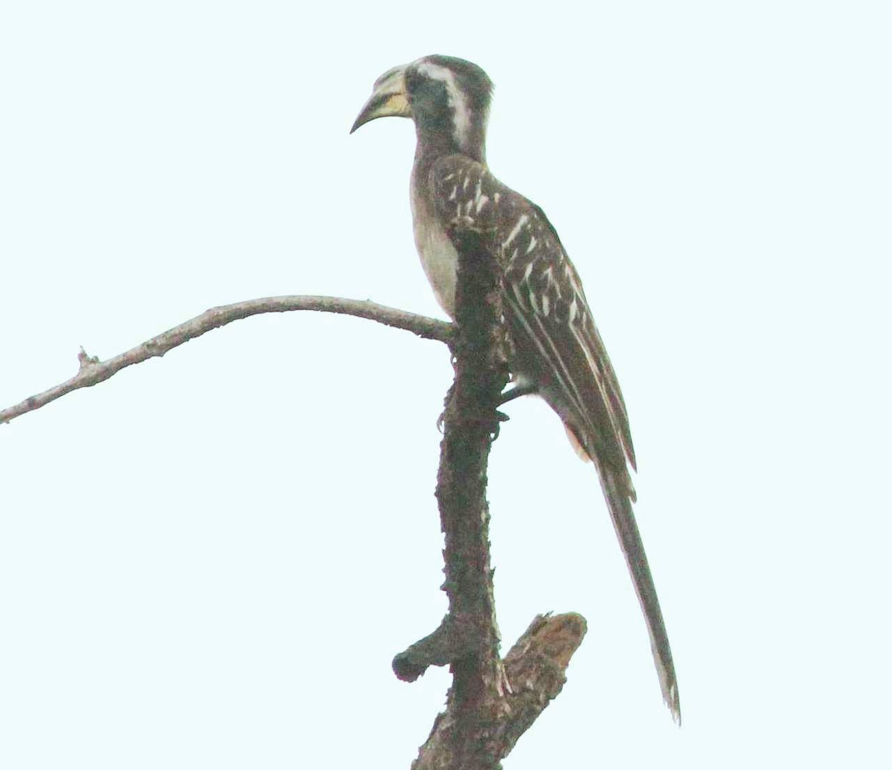 Pale-Billed Hornbill (Lophoceros pallidirostris)