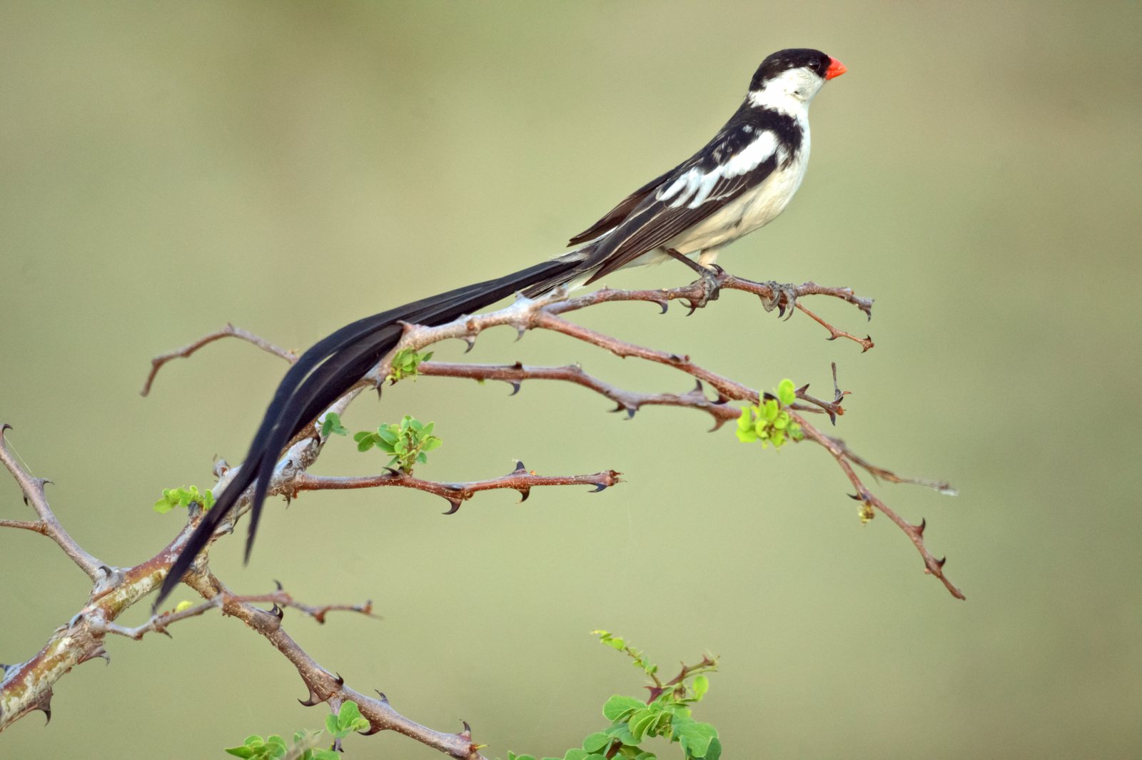 Pin-Tailed Whydah (Vidua macroura)
