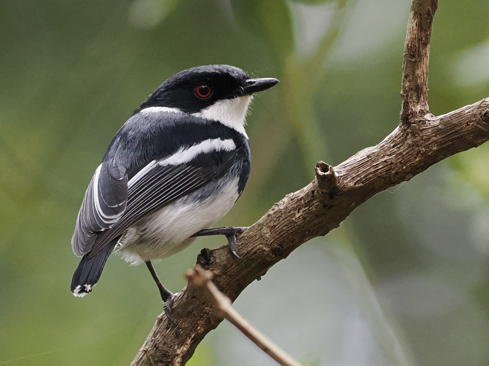 Dark Batis (Batis crypta)