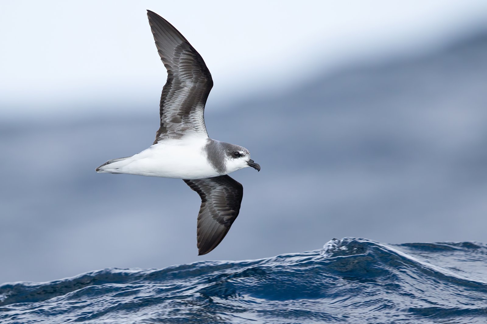 Soft-Plumaged Petrel (Pterodroma mollis)