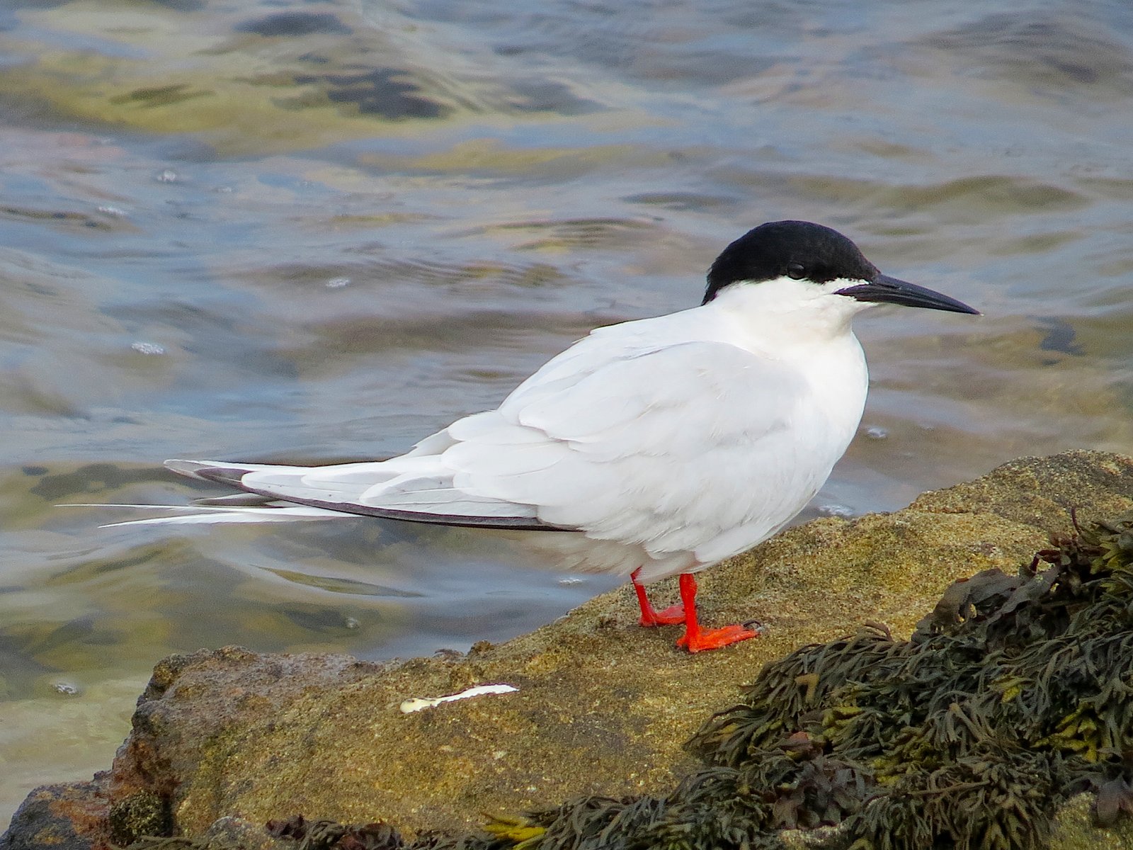 Roseate Tern (Sterna dougallii)