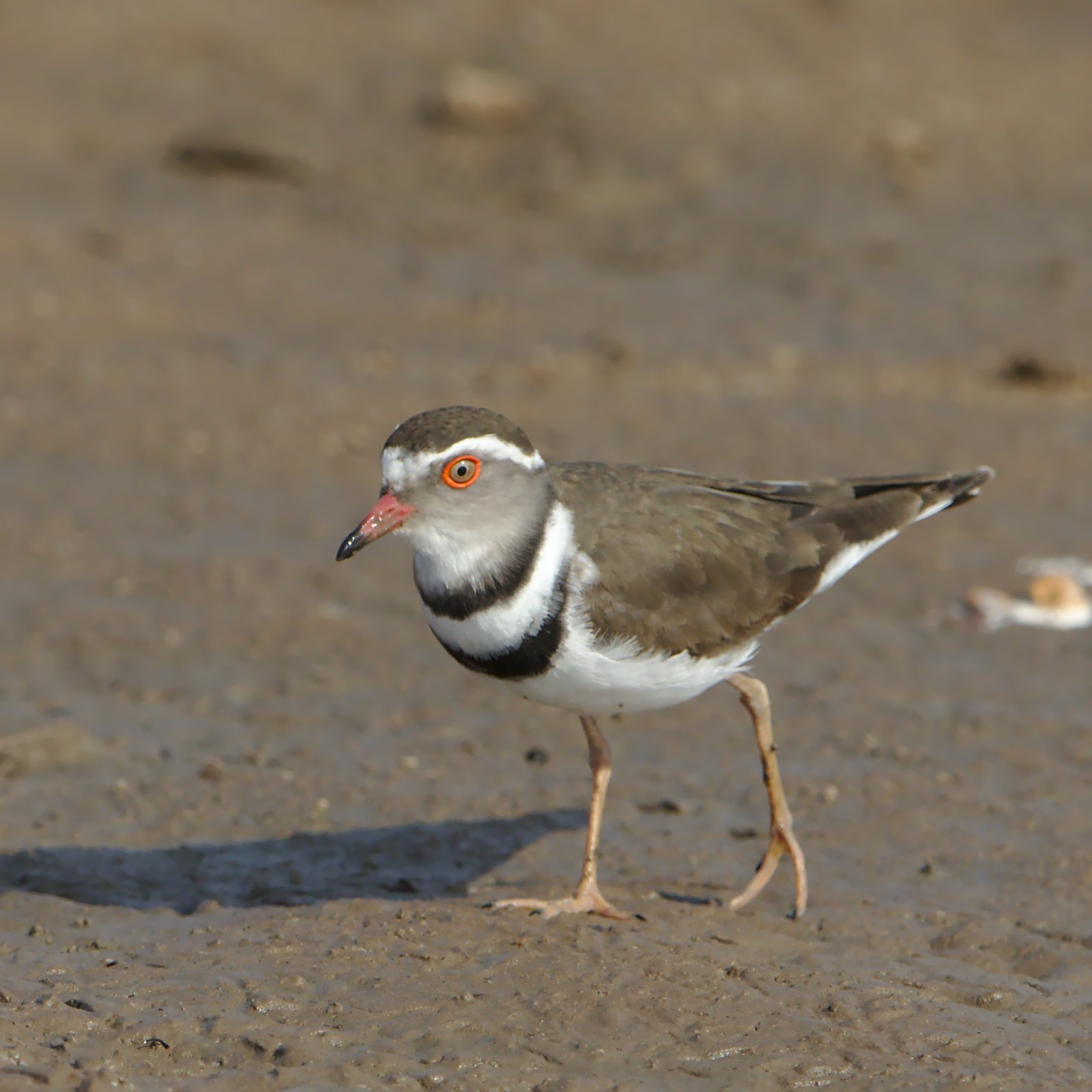 Three-Banded Plover (Thinornis tricollaris)