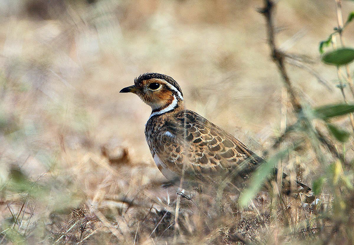 Three-Banded Courser (Rhinoptilus cinctus)