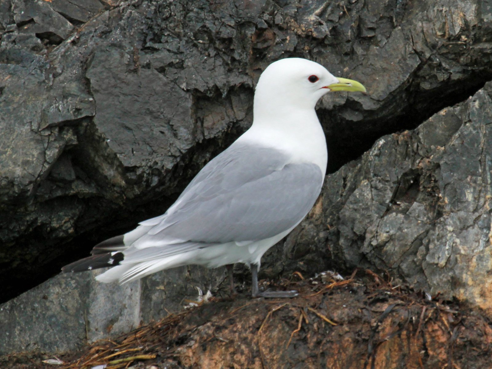 Black-Legged Kittiwake (Rissa tridactyla)