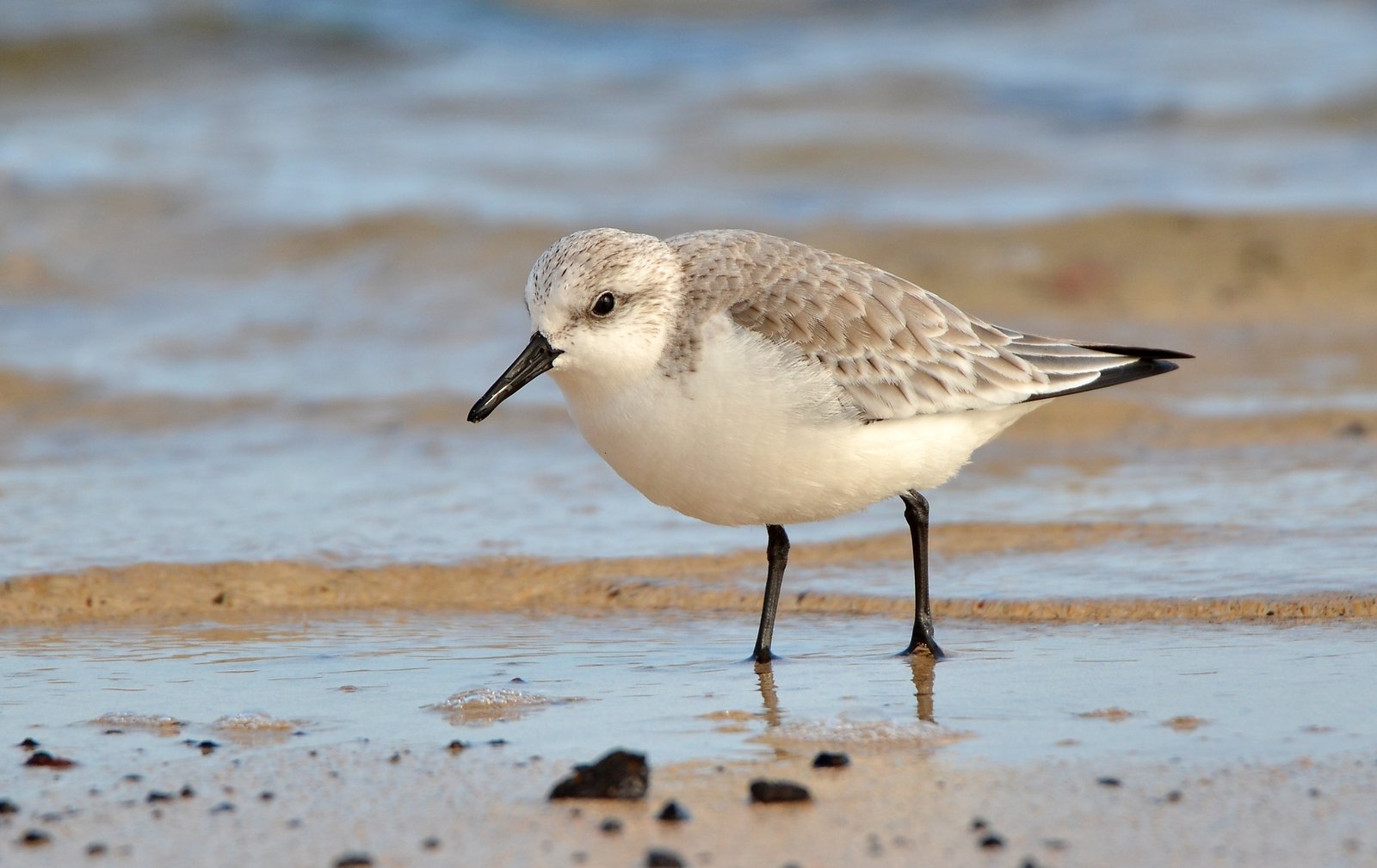 Sanderling (Calidris alba)