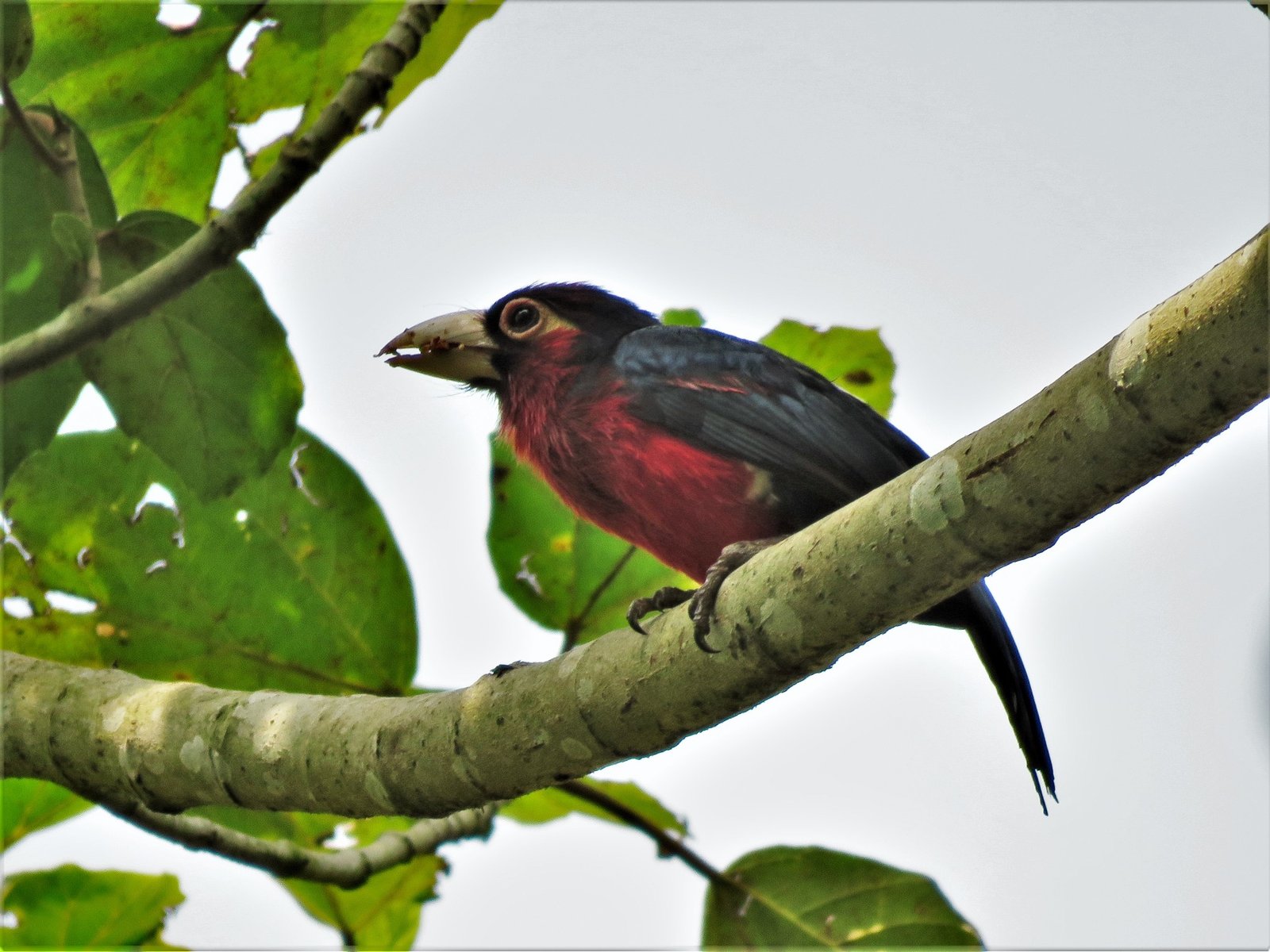 Double-Toothed Barbet (Pogonornis bidentatus)