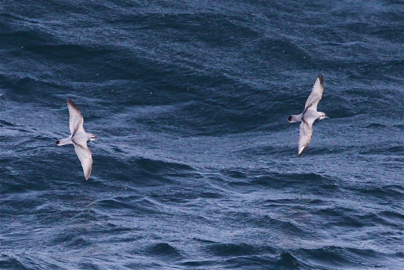 Slender-Billed Prion (Pachyptila belcheri)