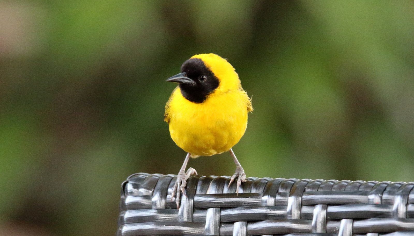 Slender-Billed Weaver (Ploceus pelzelni)