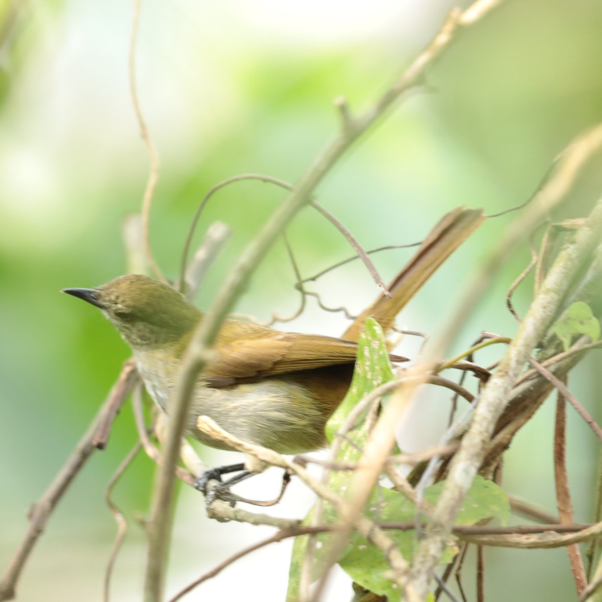 Slender-Billed Greenbul (Stelgidillas gracilirostris)