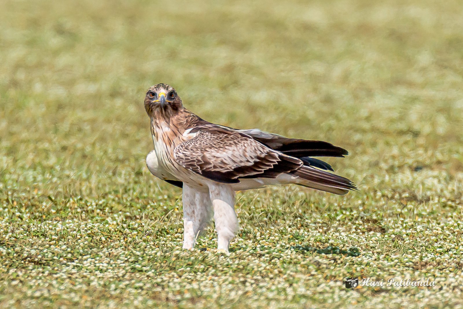 Booted Eagle (Hieraaetus pennatus)