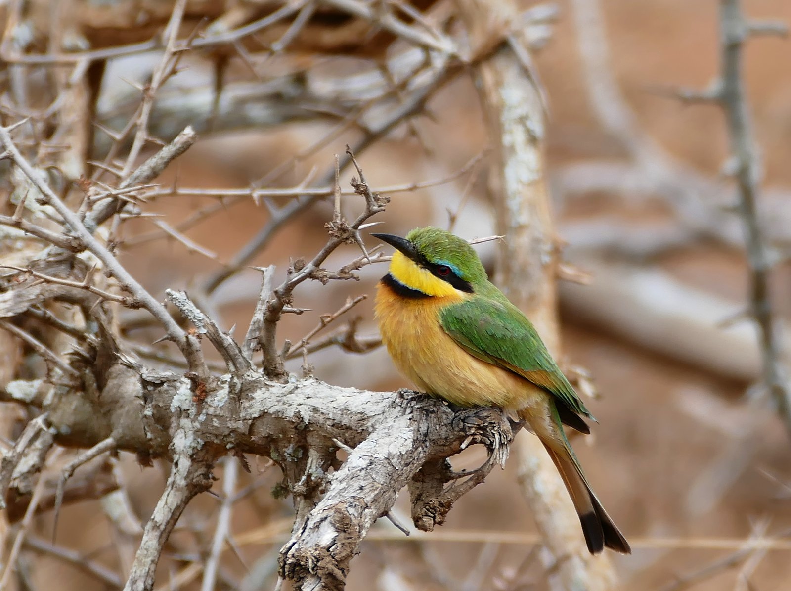 Little Bee-Eater (Merops pusillus)