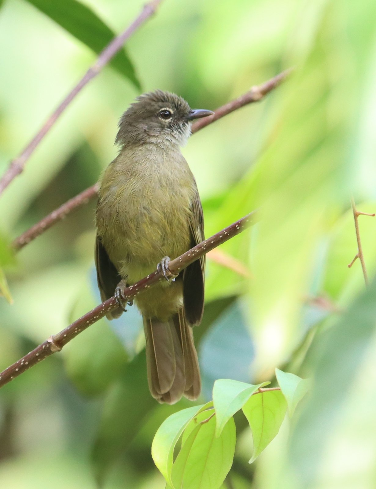 Little Grey Greenbul (Eurillas gracilis)