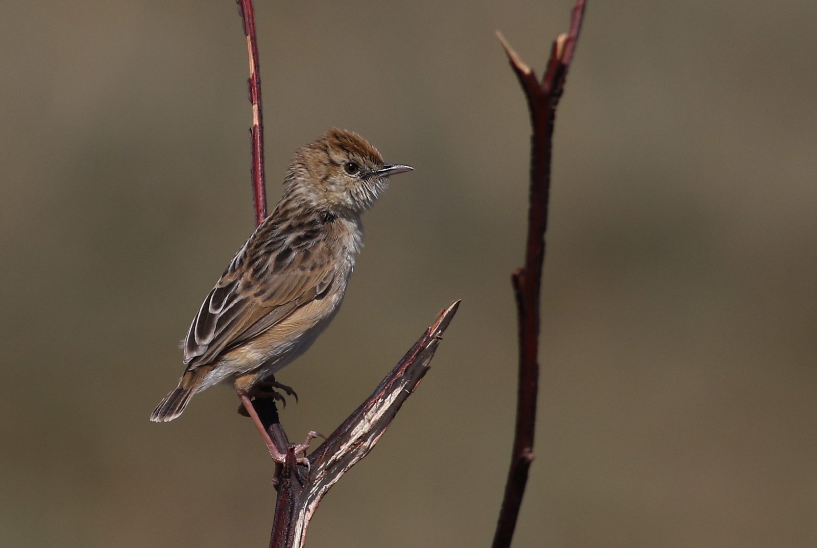 Wing-Snapping Cisticola (Cisticola ayresii)