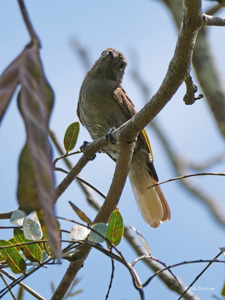 Cassin's Honeybird (Prodotiscus insignis)