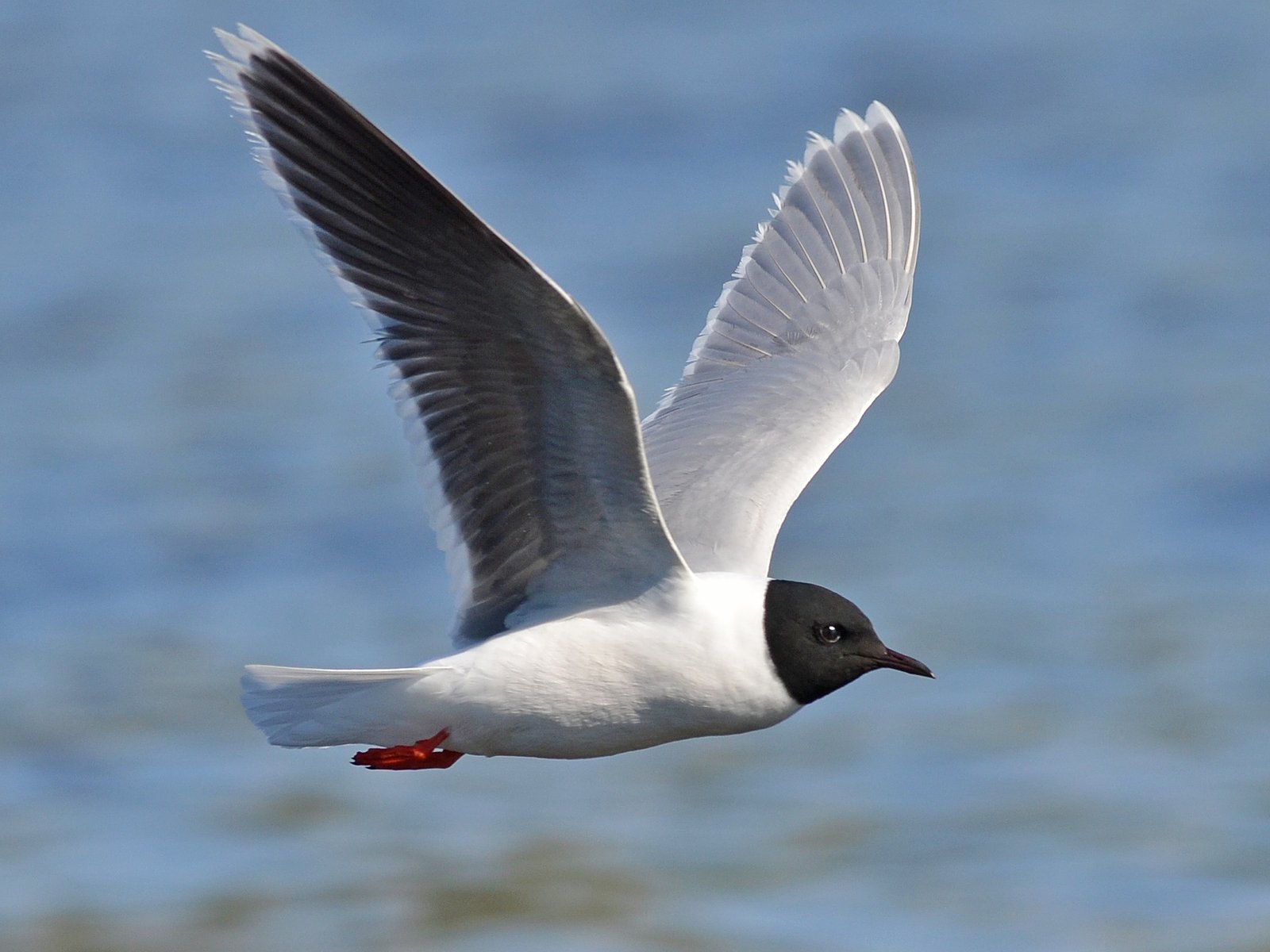 Little Gull (Hydrocoloeus minutus)