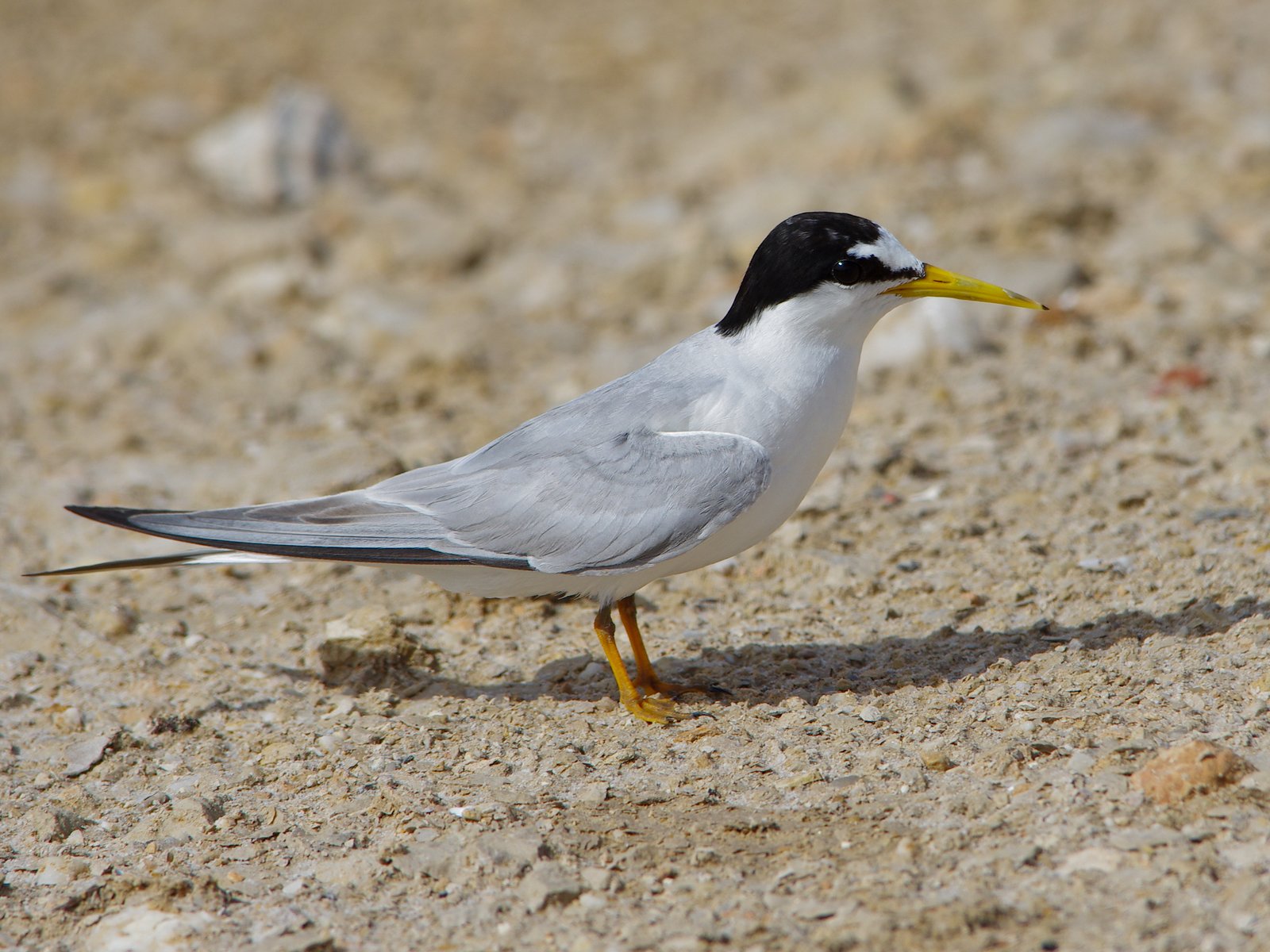 Little Tern (Sternula albifrons)