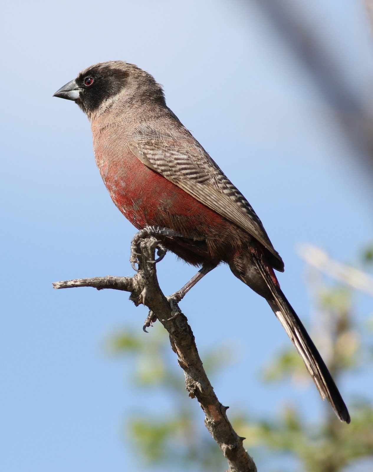 Black-Faced Waxbill (Brunhilda erythronotos)