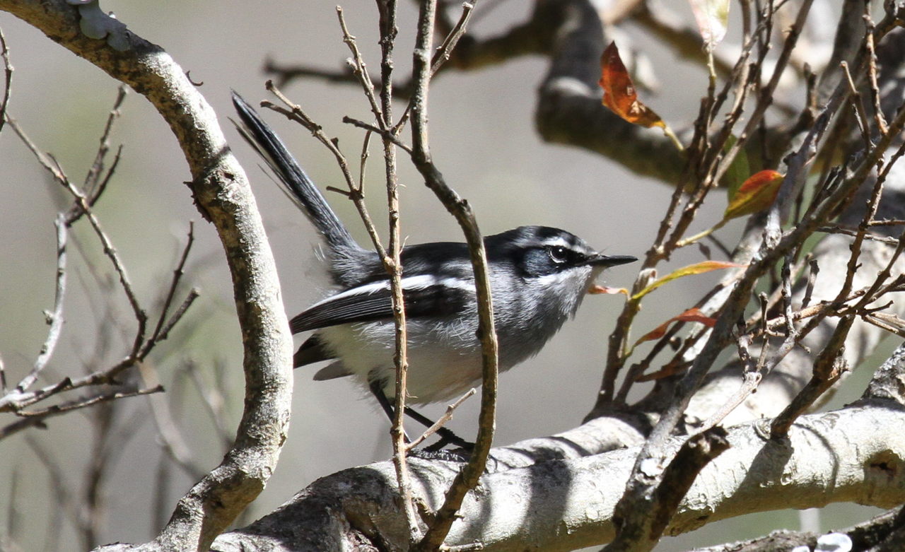 Fairy Flycatcher (Stenostira scita)