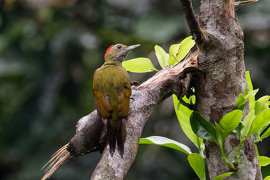 Elliot's Woodpecker (Dendropicos elliotii)