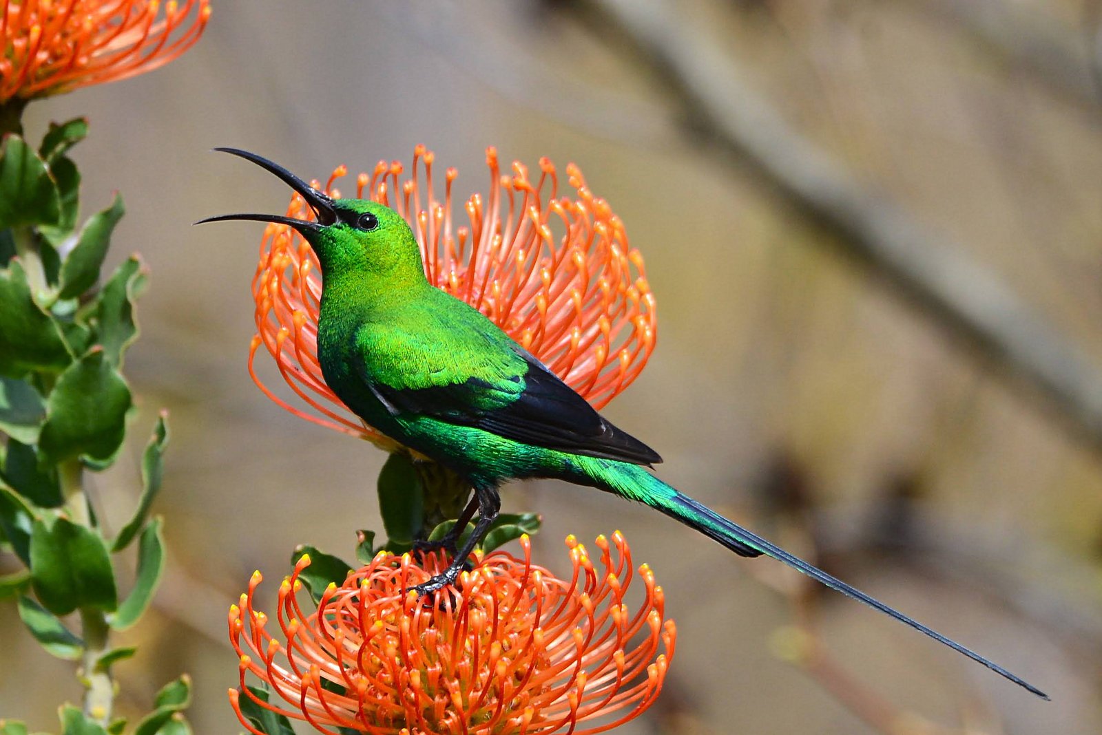 Malachite Sunbird (Nectarinia famosa)
