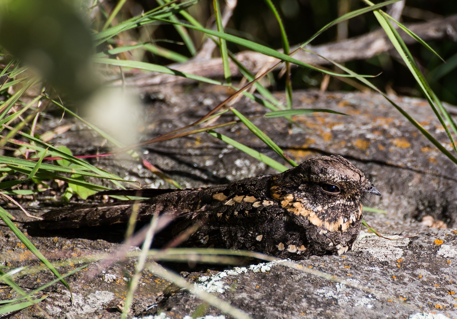 Montane Nightjar (Caprimulgus poliocephalus)