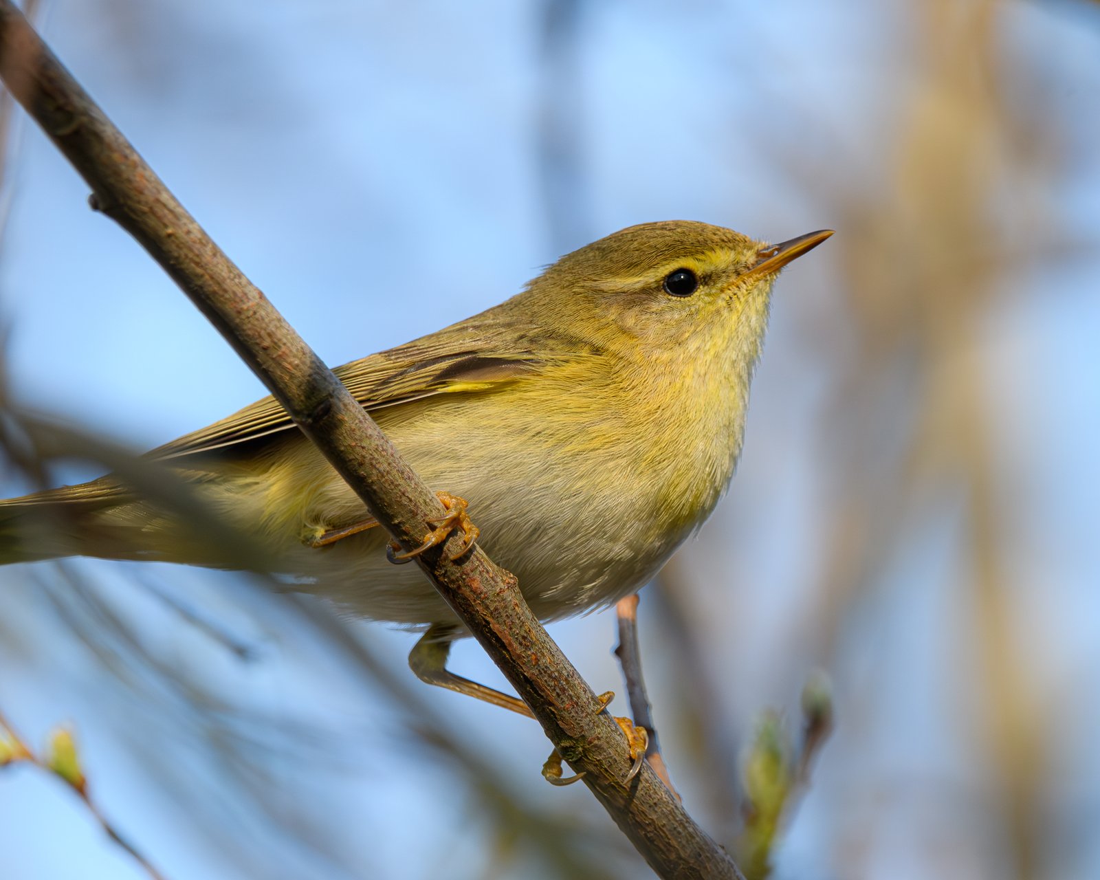 Willow Warbler (Phylloscopus trochilus)