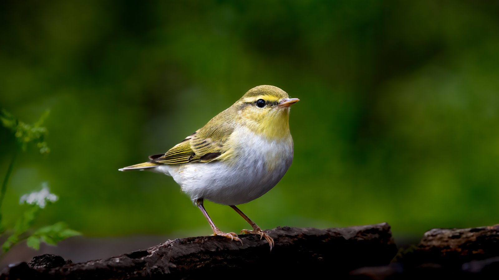 Wood Warbler (Phylloscopus sibilatrix)