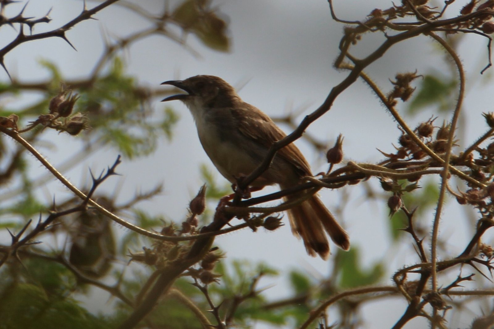 Whistling Cisticola (Cisticola lateralis)