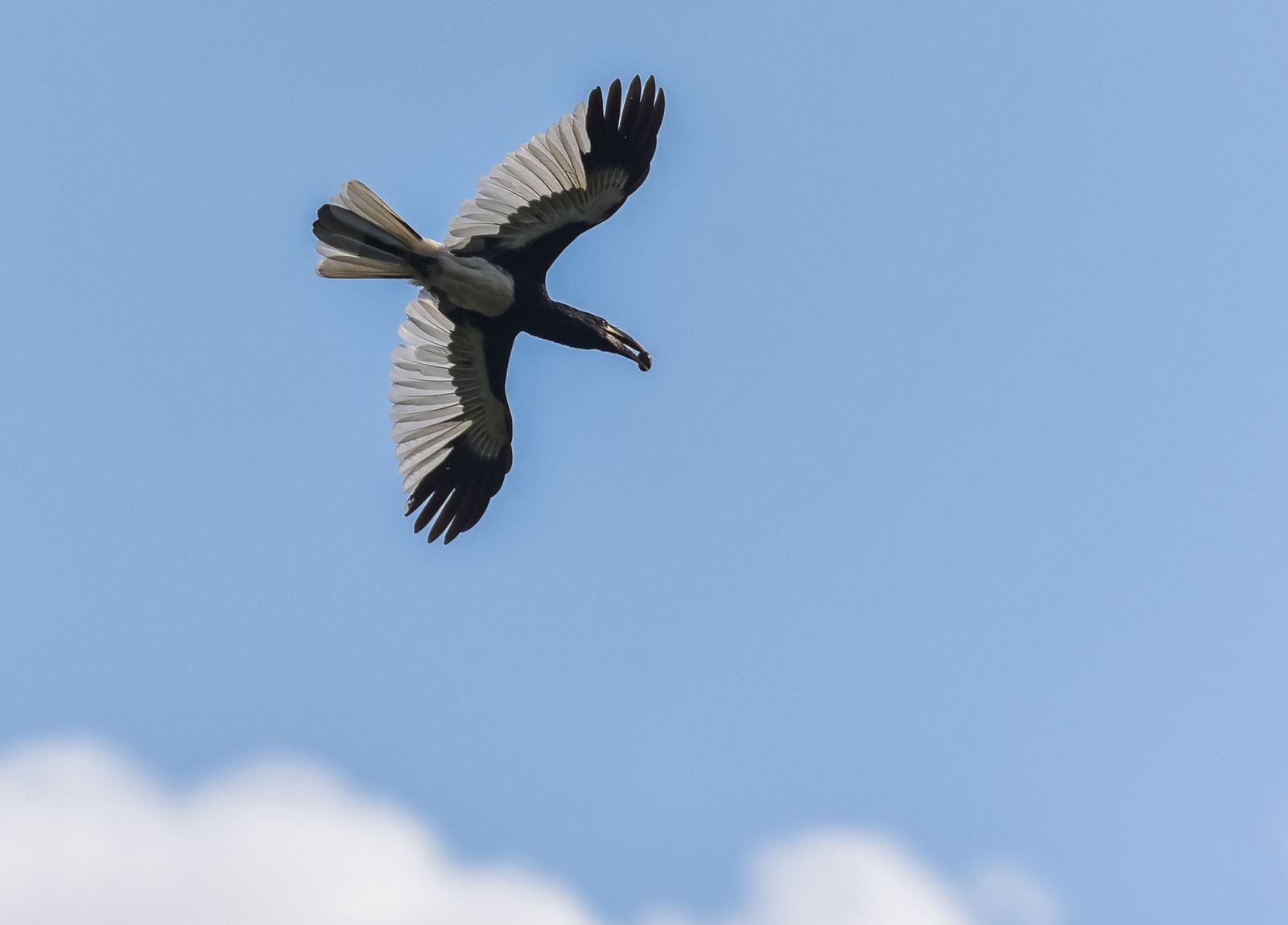 Piping Hornbill (Bycanistes fistulator)