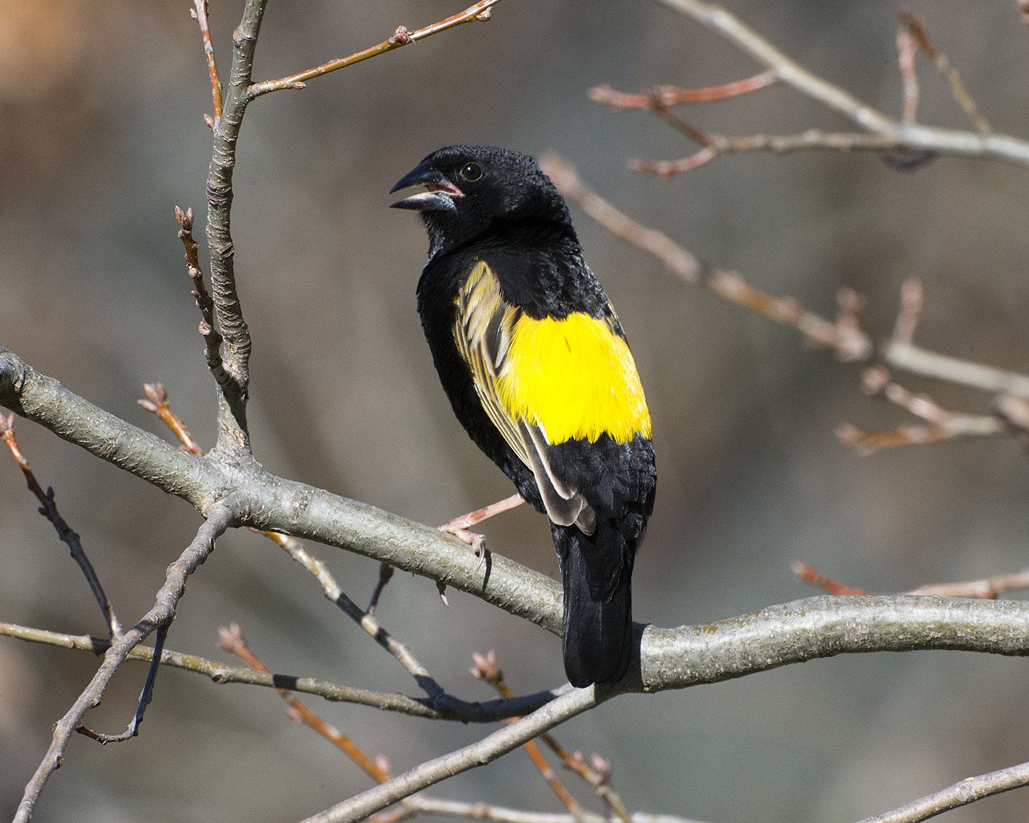 Yellow Bishop (Euplectes capensis)