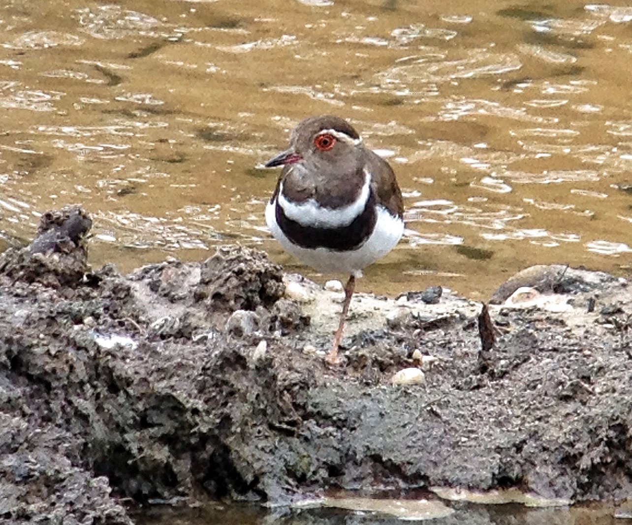 Forbes's Plover (Thinornis forbesi)