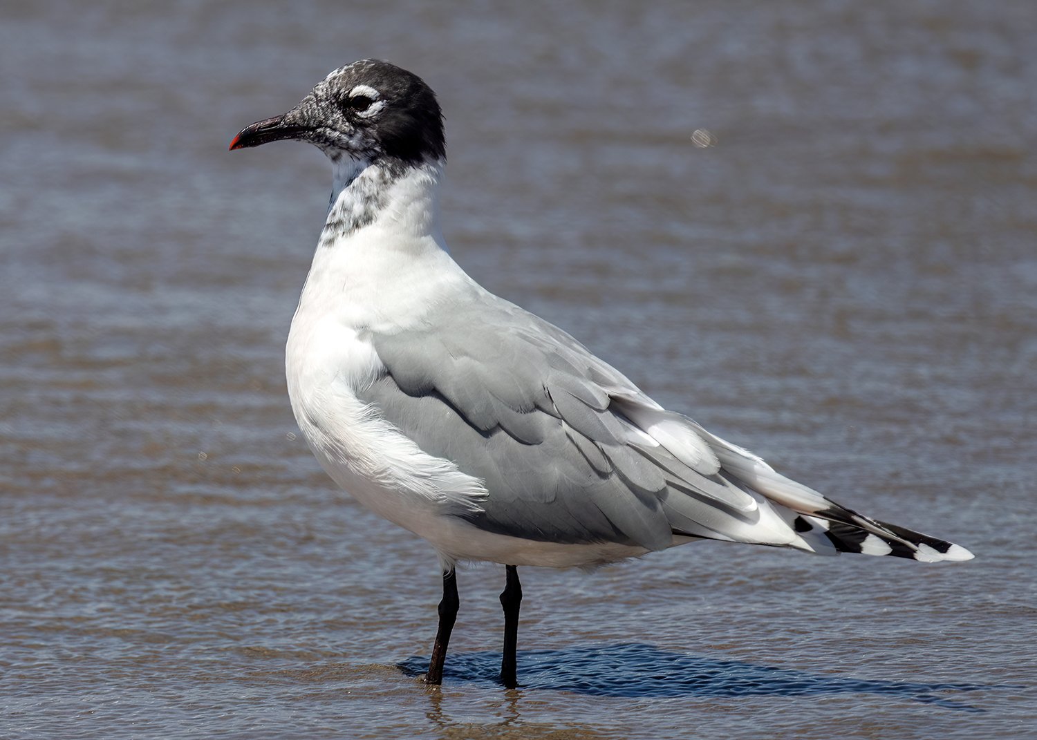 Franklin's Gull (Leucophaeus pipixcan)