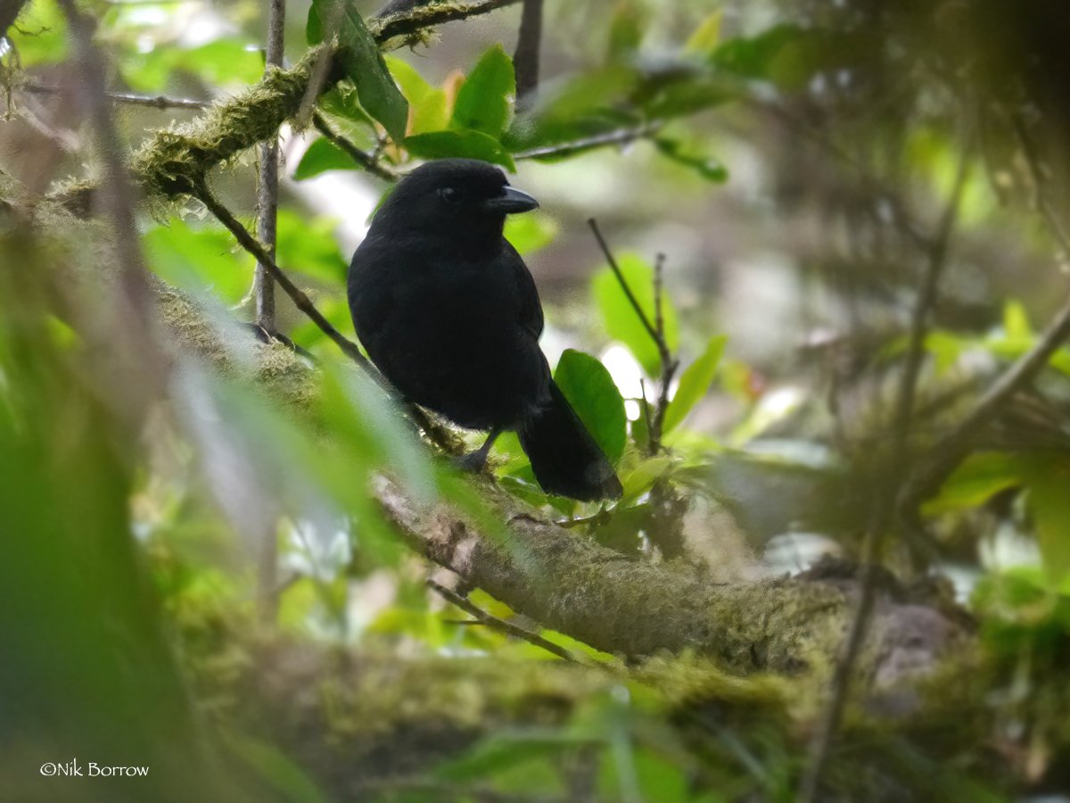 Fülleborn's Boubou (Laniarius fuelleborni)