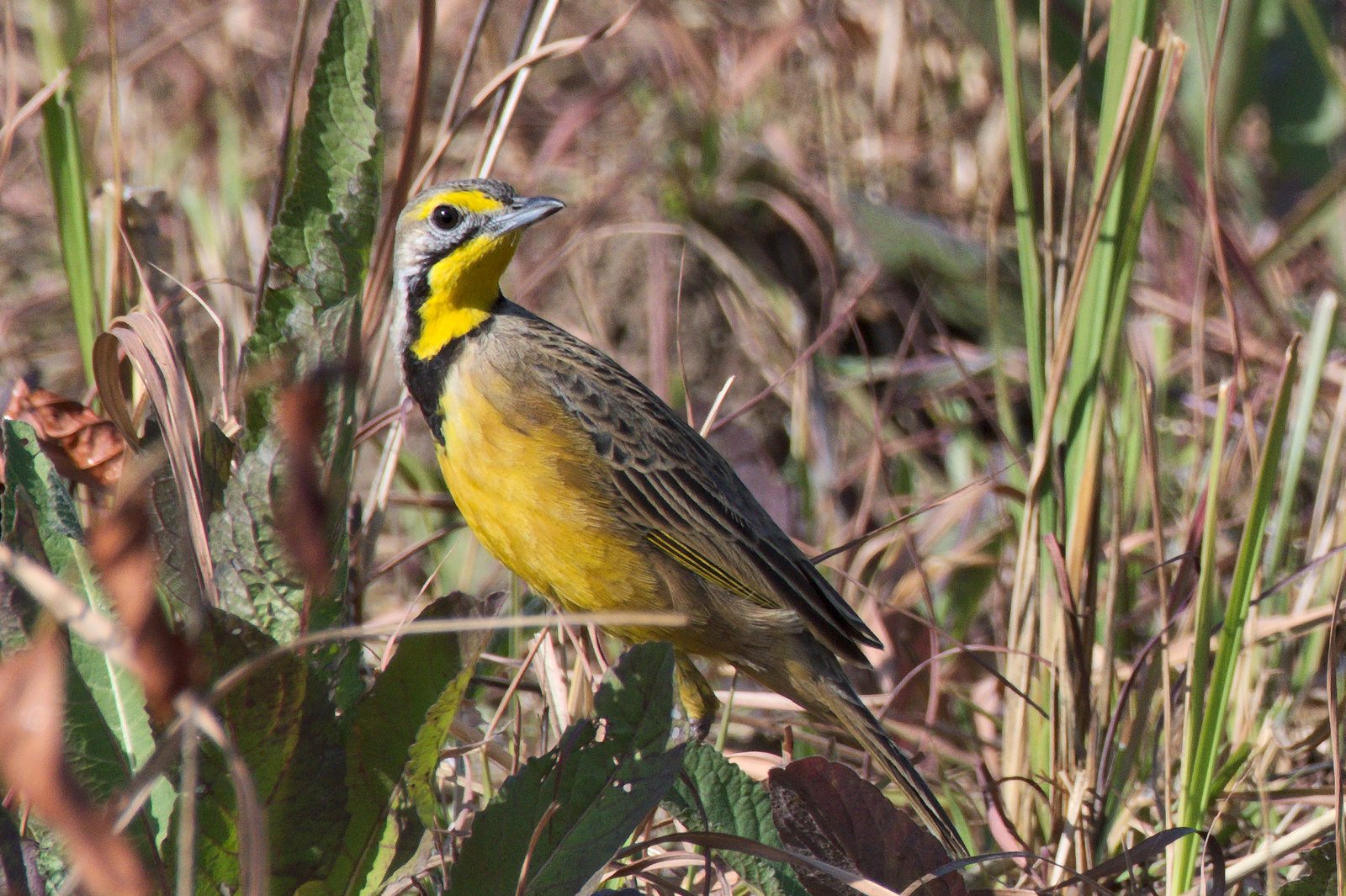 Fülleborn's Longclaw (Macronyx fuelleborni)