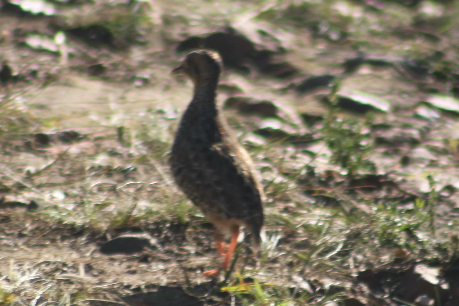 Fynbos Buttonquail (Turnix hottentottus)